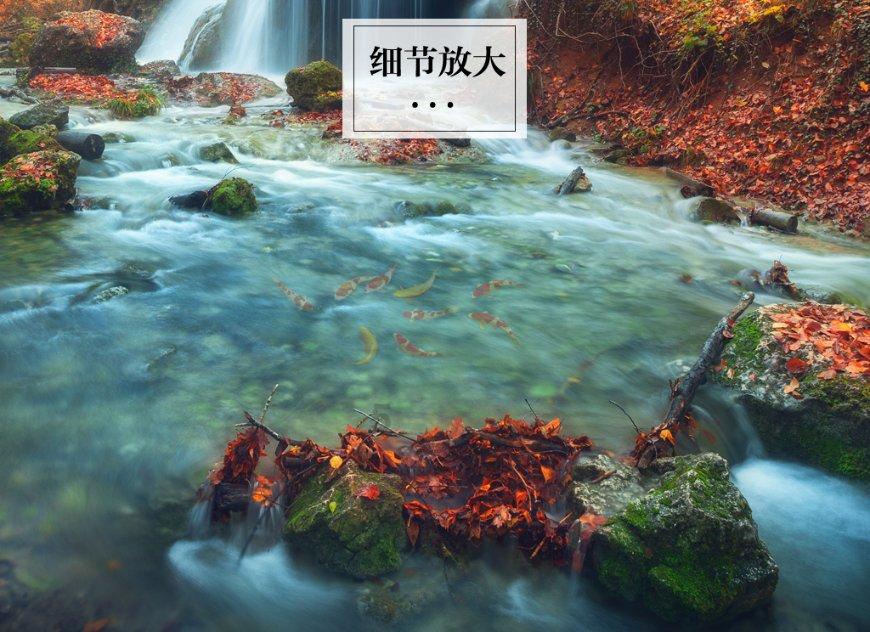 动物帮帮忙保卫家园